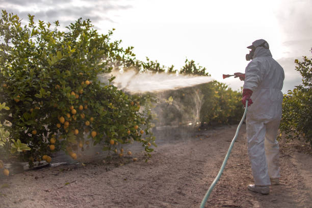 Best Mosquito Control Services  in St Marys, GA